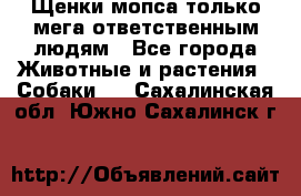 Щенки мопса только мега-ответственным людям - Все города Животные и растения » Собаки   . Сахалинская обл.,Южно-Сахалинск г.